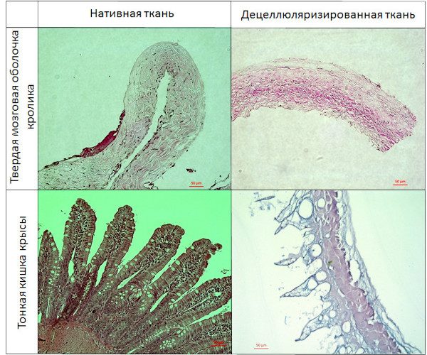 Гистологическая картина нативной и децеллюляризированной ткани твердой мозговой оболочки кролика и тонкой кишки крысы