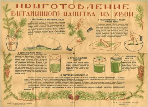 рецепт приготовления знаменитого витаминного хвойного настоя, названного Ленинградским